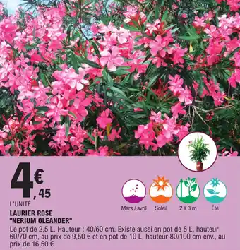 E.Leclerc Laurier rose "NERIUM OLEANDER" offre