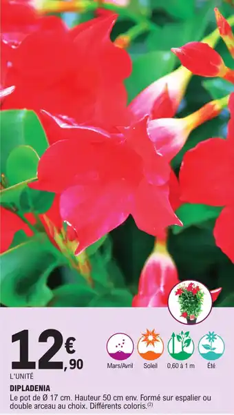 E.Leclerc Dipladenia offre