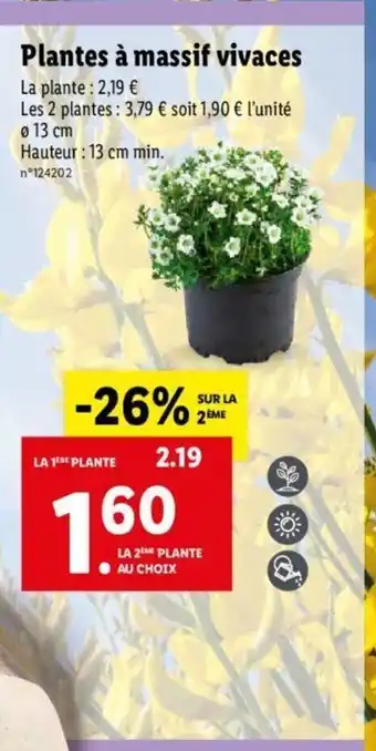 Lidl Plantes à massif vivaces offre