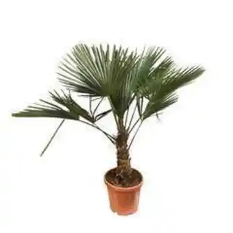 Truffaut Palmier de chine - trachycarpus fortunei : pot de 15 litres offre