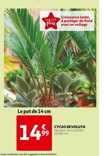 Cycas revoluta