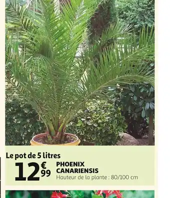 Phoenix canariensis