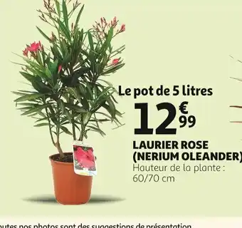 Auchan Supermarché Laurier rose nerium oleander offre