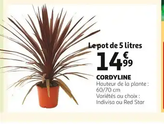 Cordyline