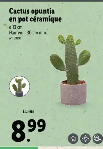 Lidl Cactus opuntia en pot céramique offre