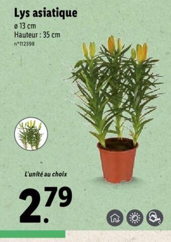 Lidl Lys asiatique offre