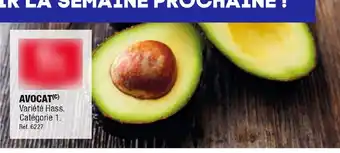 Avocat