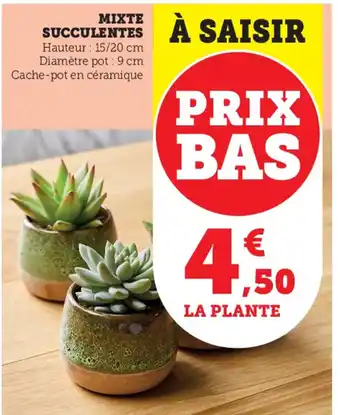 Super U Mixte Succulentes offre