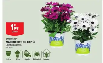 ALDI Marguerite Du Cap offre