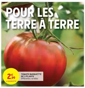 Intermarché Hyper Tomate Barquette De 3 Plants offre