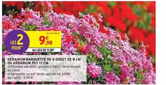 Intermarché Hyper Géranium Barquette De 6 Godet De 8 Cm Ou Géranium Pot 17 Cm offre