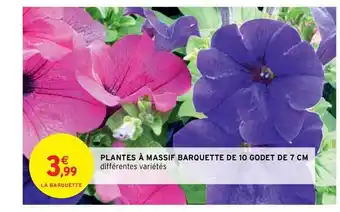 Intermarché Hyper Plantes à Massif Barquette De 10 Godet De 7 Cm offre