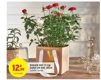 Intermarché Hyper Rosier Pot 17 Cm Dans Un Sac Déco offre