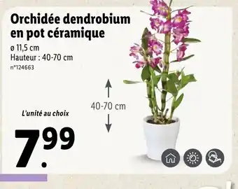 Lidl Orchidée dendrobium en pot céramique offre