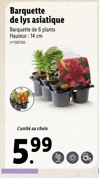 Lidl Barquette de lys asiatique offre