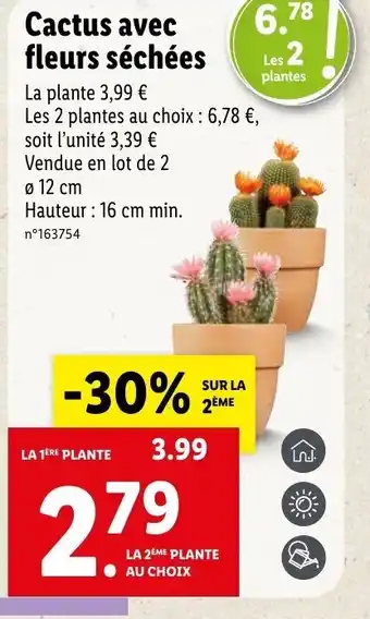 Lidl Cactus avec fleurs séchées offre