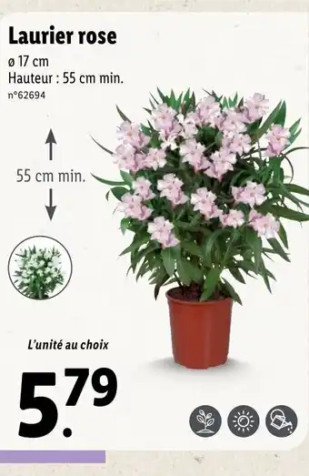 Lidl Laurier rose offre