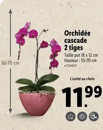 Lidl Orchidée cascade 2 tiges offre