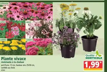 Norma Plante vivace offre