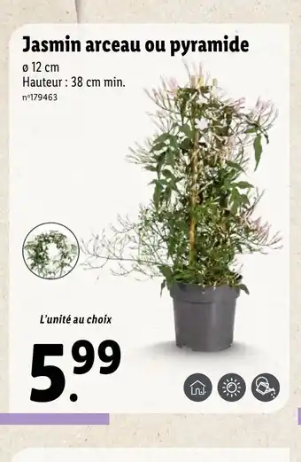 Jasmin arceau ou pyramide