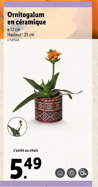 Lidl Ornithogalum en ceramique offre