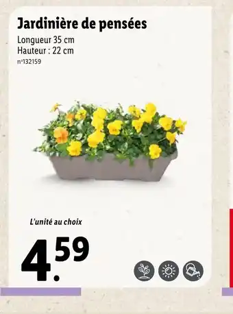 Lidl Jardiniere de pensees offre