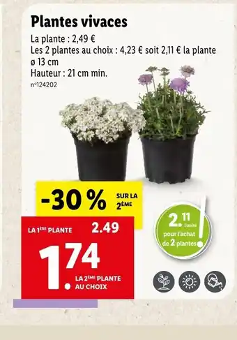 Lidl Plantes vivaces offre