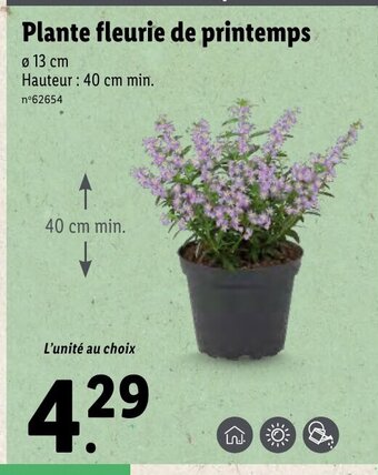 Lidl Plante Fleurie De Printemps offre