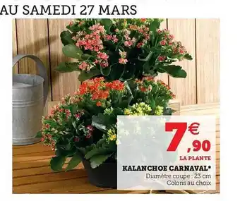 Hyper U Kalanchoe Carnaval offre