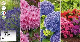 Plantes exterieures