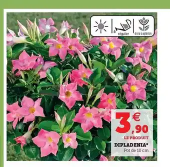 Hyper U Dipladenia offre