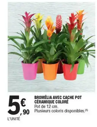 E.Leclerc Bromélia Avec Cache Pot Céramique Coloré offre