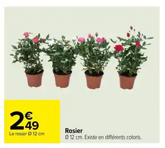 Rosier