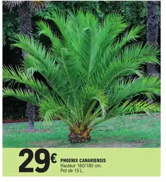 E.Leclerc Phoenix canariensis offre