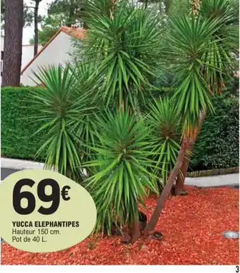E.Leclerc Yucca elephantipes offre