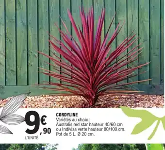 E.Leclerc Cordyline offre