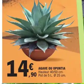 Agave ou opuntia