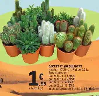 E.Leclerc Cactus et succulentes offre