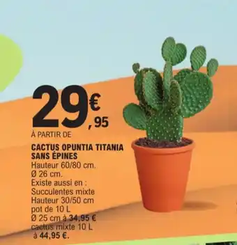 E.Leclerc Cactus Opuntia titania sans epines offre