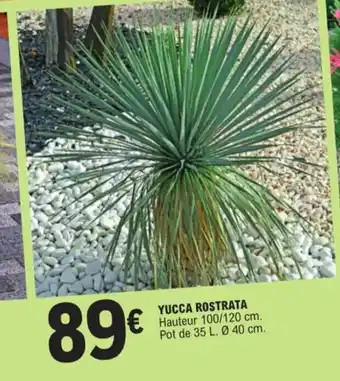 E.Leclerc Yucca rostrata offre