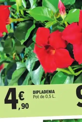 Dipladenia