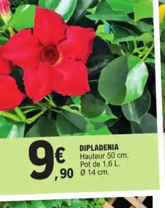 E.Leclerc Dipladenia offre