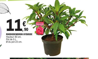 E.Leclerc Rhododendron hybride offre
