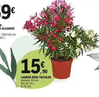E.Leclerc Laurier rose tricolor offre