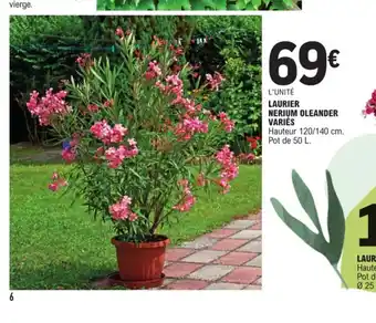 E.Leclerc Laurier nerium oleander varies offre