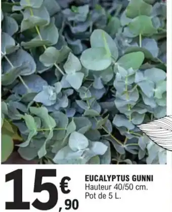 Eucalyptus gunni