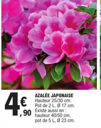 E.Leclerc Azalee japonaise offre