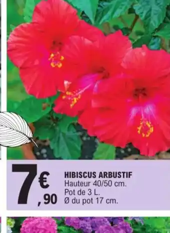E.Leclerc Hibiscus arbustif offre