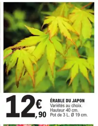 Erable du japon
