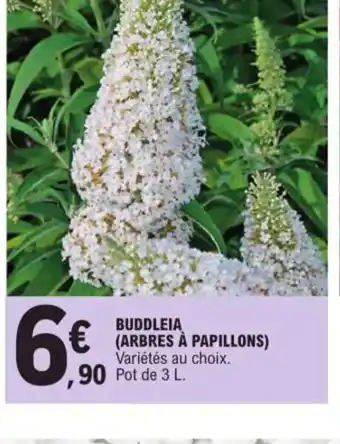 E.Leclerc Buddleia arbres a papillons offre